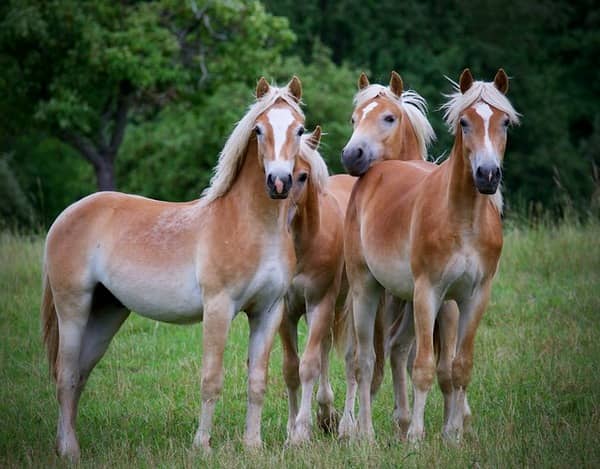 Géobiologie centre equestre, chevaux
